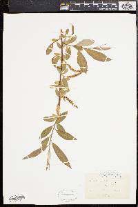 Salix alba image