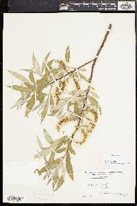 Salix alba image