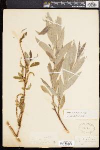 Salix alba subsp. alba image