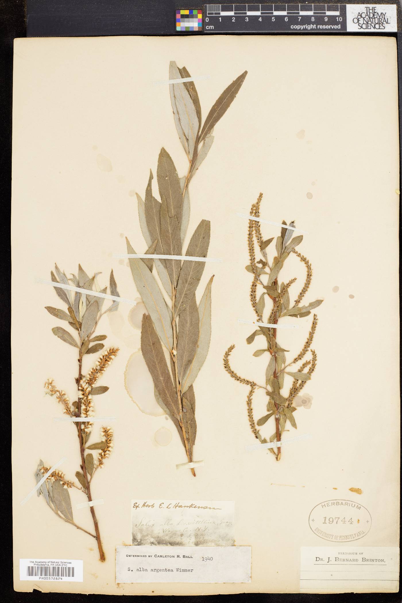 Salix alba subsp. alba image