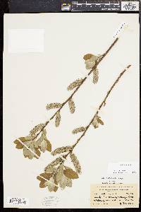 Salix caprea image