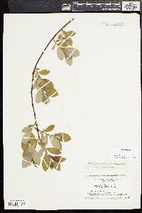 Salix caprea image