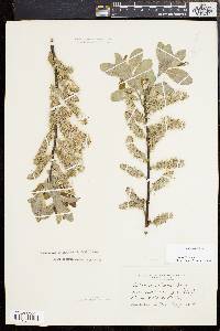 Salix caprea image