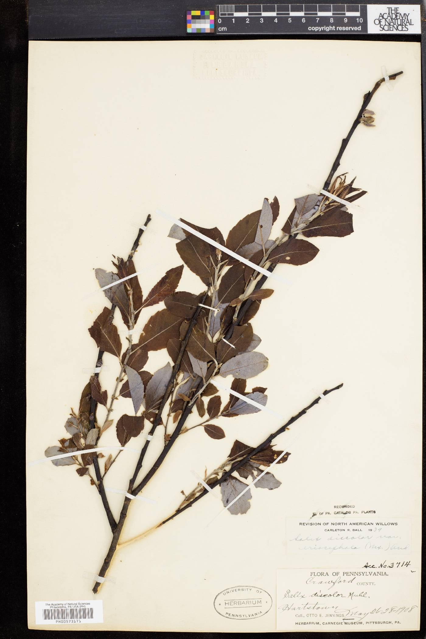 Salix discolor var. latifolia image