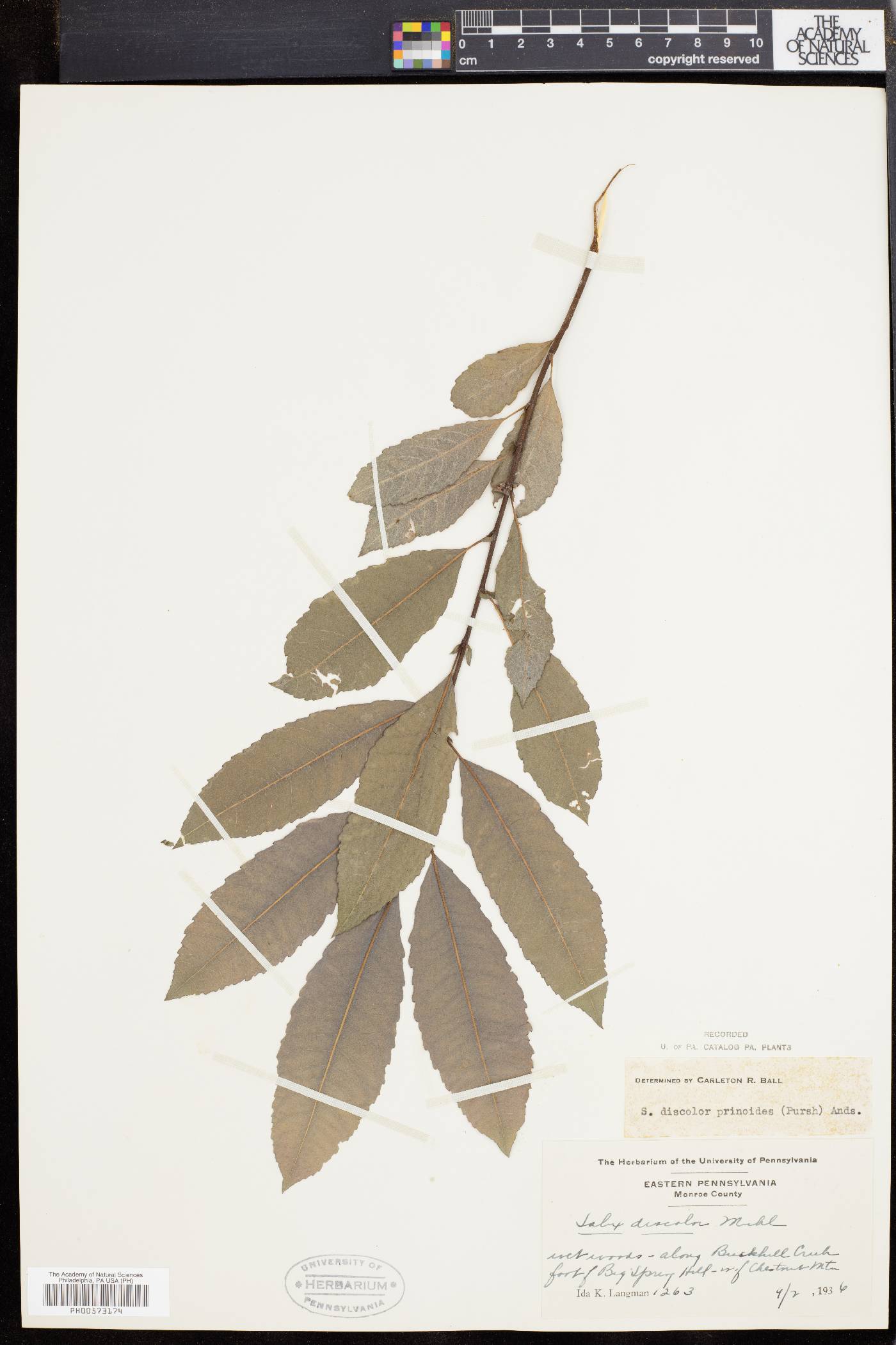 Salix discolor var. prinoides image
