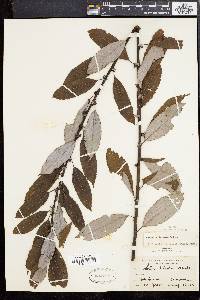 Salix discolor var. prinoides image