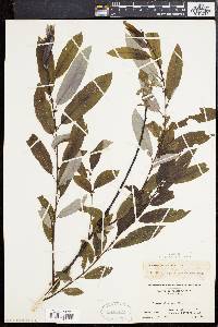 Salix discolor var. prinoides image
