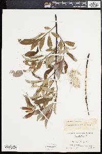 Salix discolor var. prinoides image