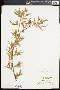 Salix × fragilis image