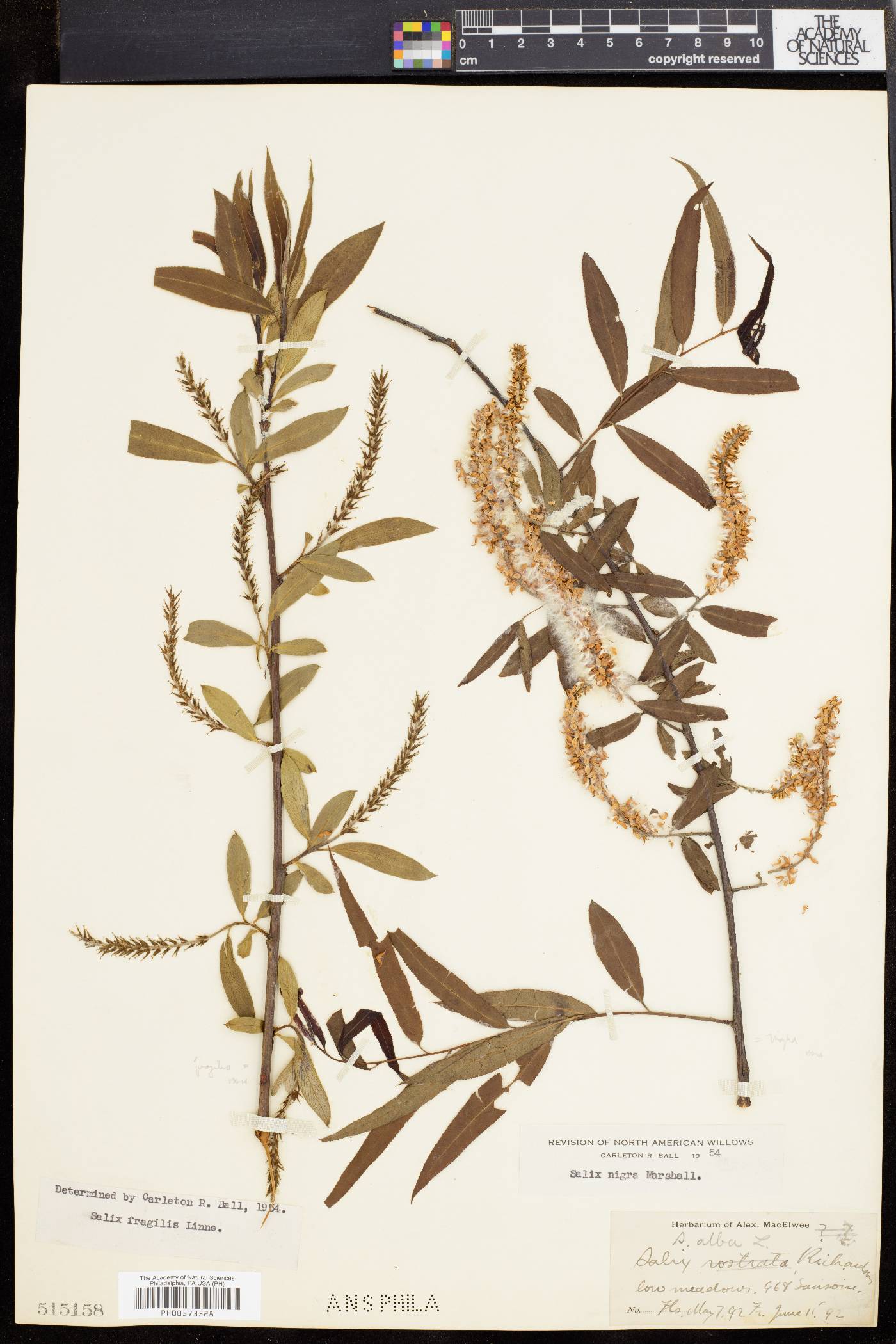 Salix × fragilis image