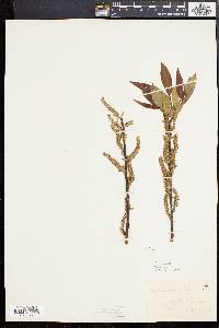 Salix × fragilis image