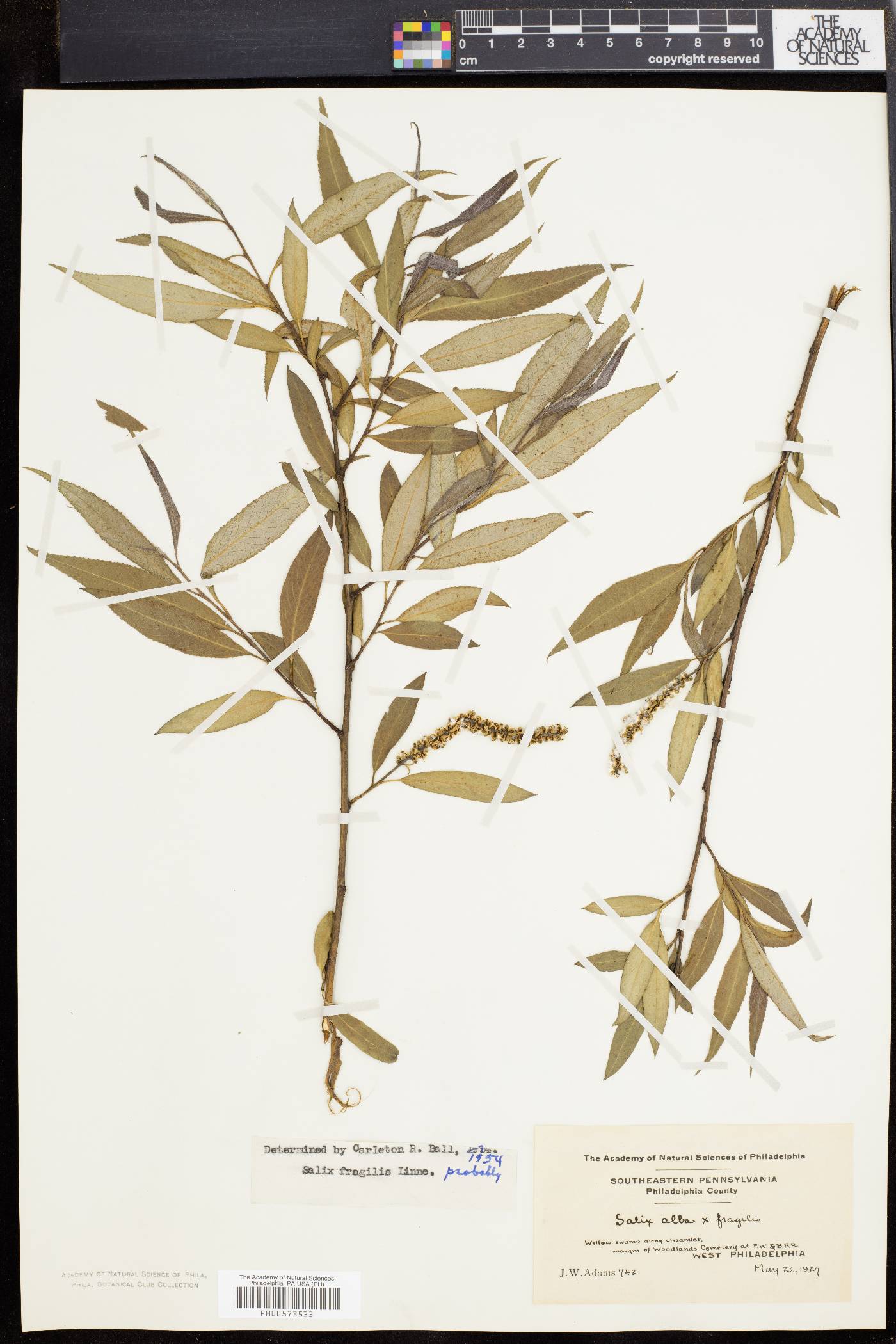 Salix × fragilis image