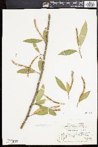 Salix × fragilis image