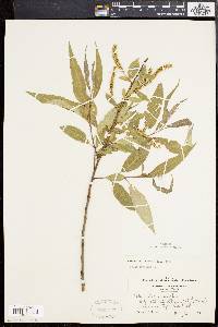 Salix × fragilis image