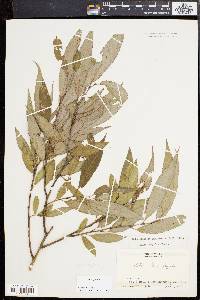 Salix × fragilis image