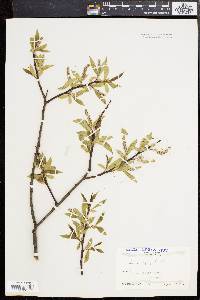 Salix × fragilis image