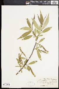 Salix × fragilis image