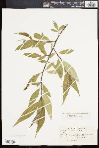 Salix × fragilis image