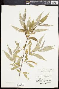 Salix × fragilis image