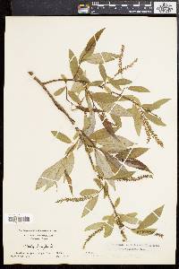 Salix × fragilis image