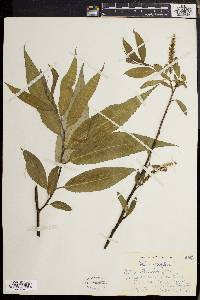 Salix × fragilis image