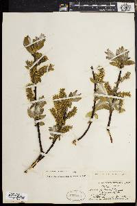 Salix glaucophylla image