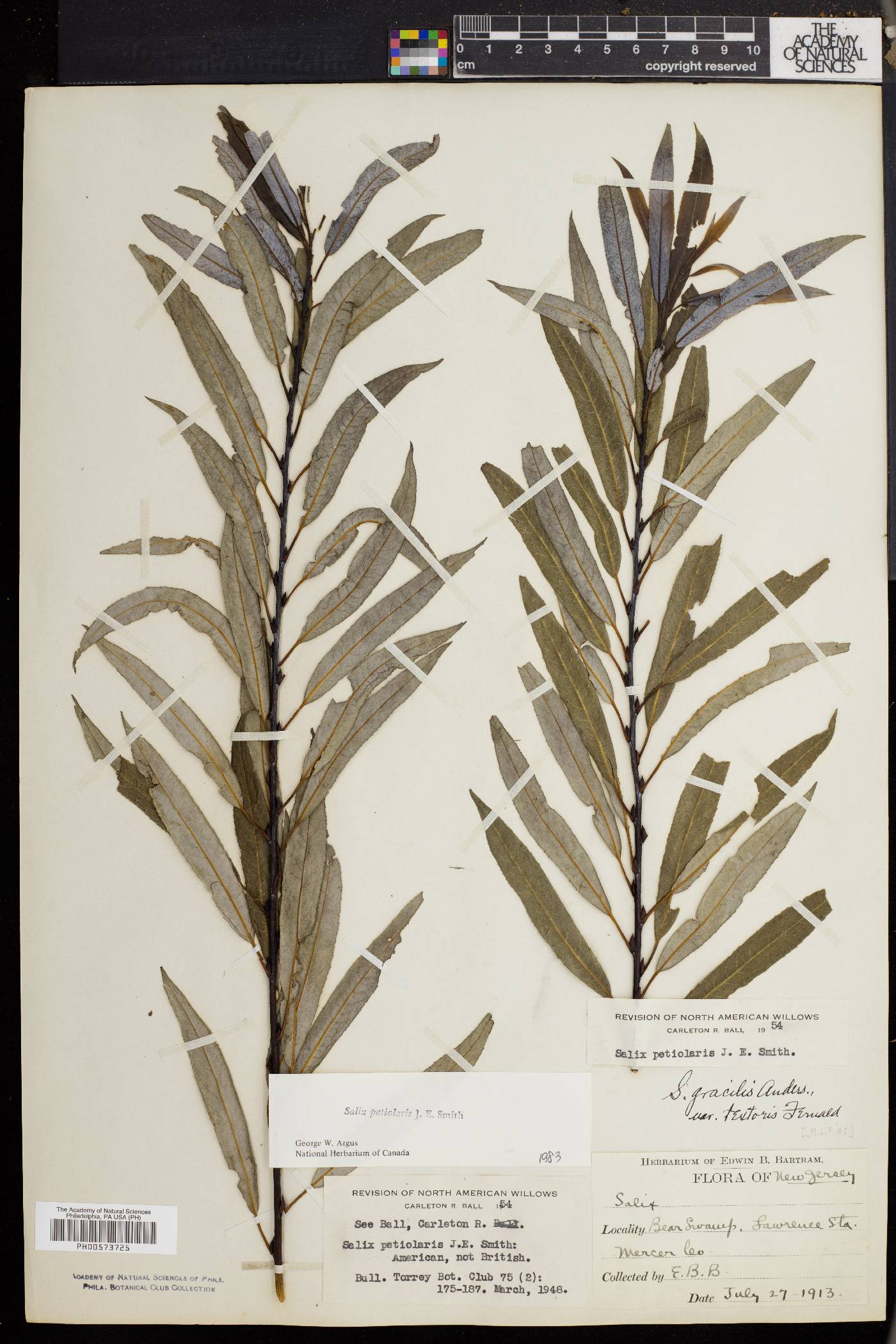Salix gracilis image