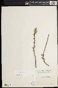 Salix petiolaris image