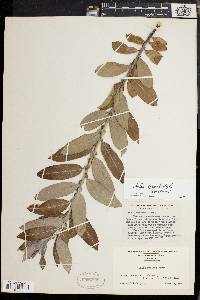 Image of Salix gracilistyla