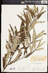 Salix caroliniana image