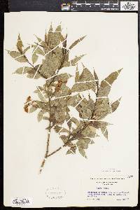 Salix lucida image