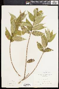 Salix lucida image