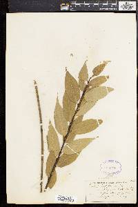 Salix lucida image