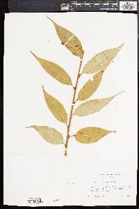 Salix lucida image