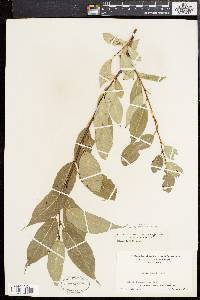 Salix lucida image