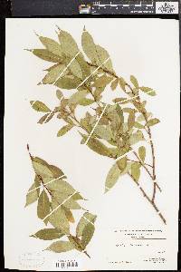 Salix lucida image