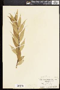 Salix lucida image