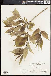 Salix lucida image