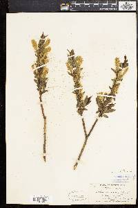 Salix lucida image