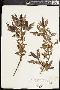 Salix lucida image