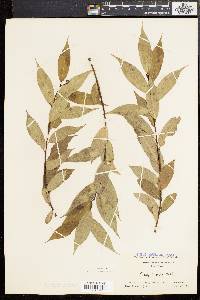 Salix lucida image