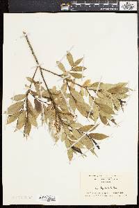 Salix lucida image