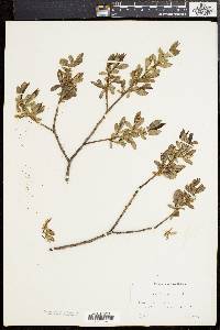 Salix lucida image