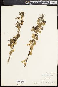 Salix lucida image