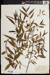 Salix cordata image