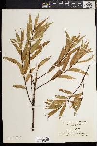 Salix nigra var. falcata image