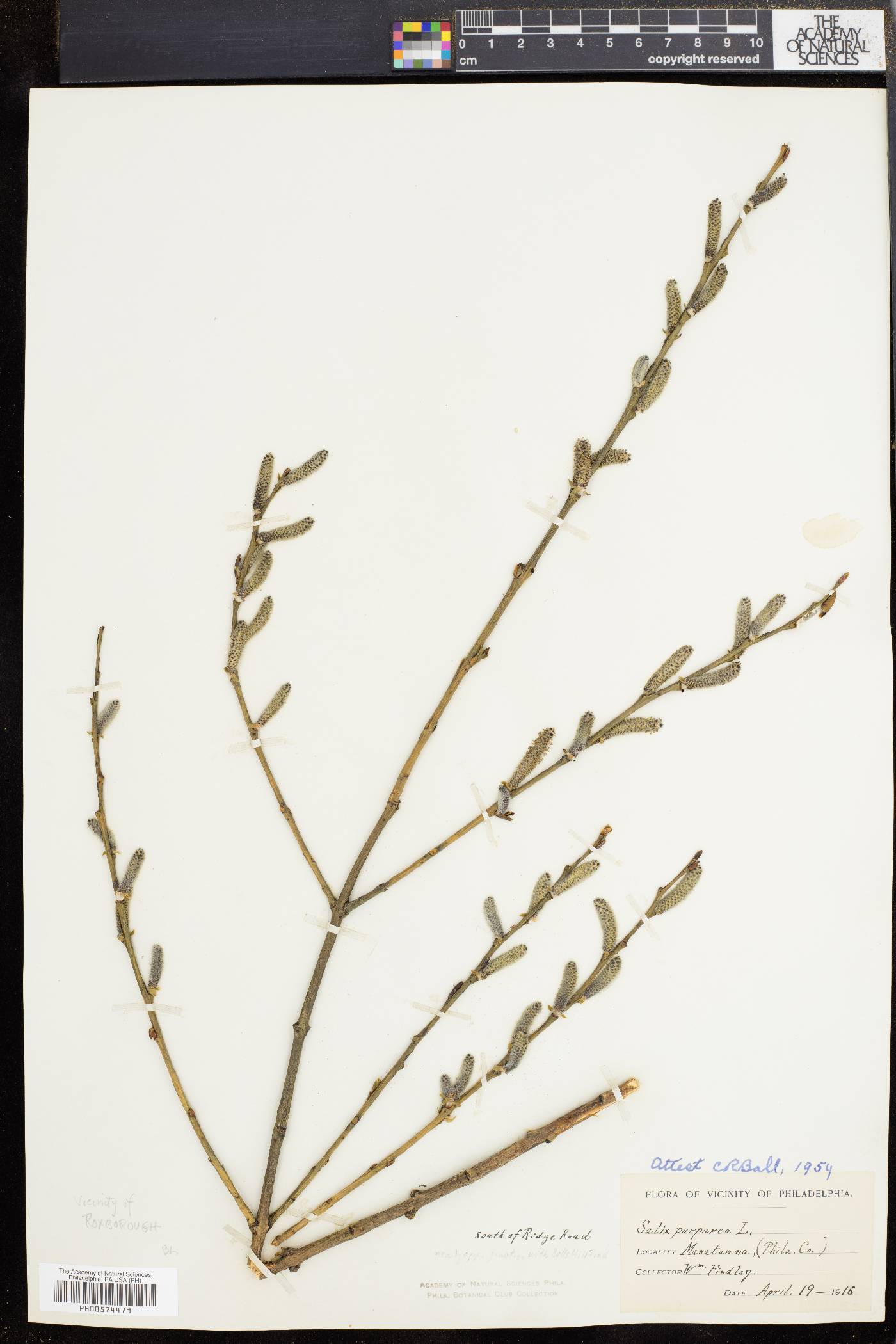 Salix purpurea image