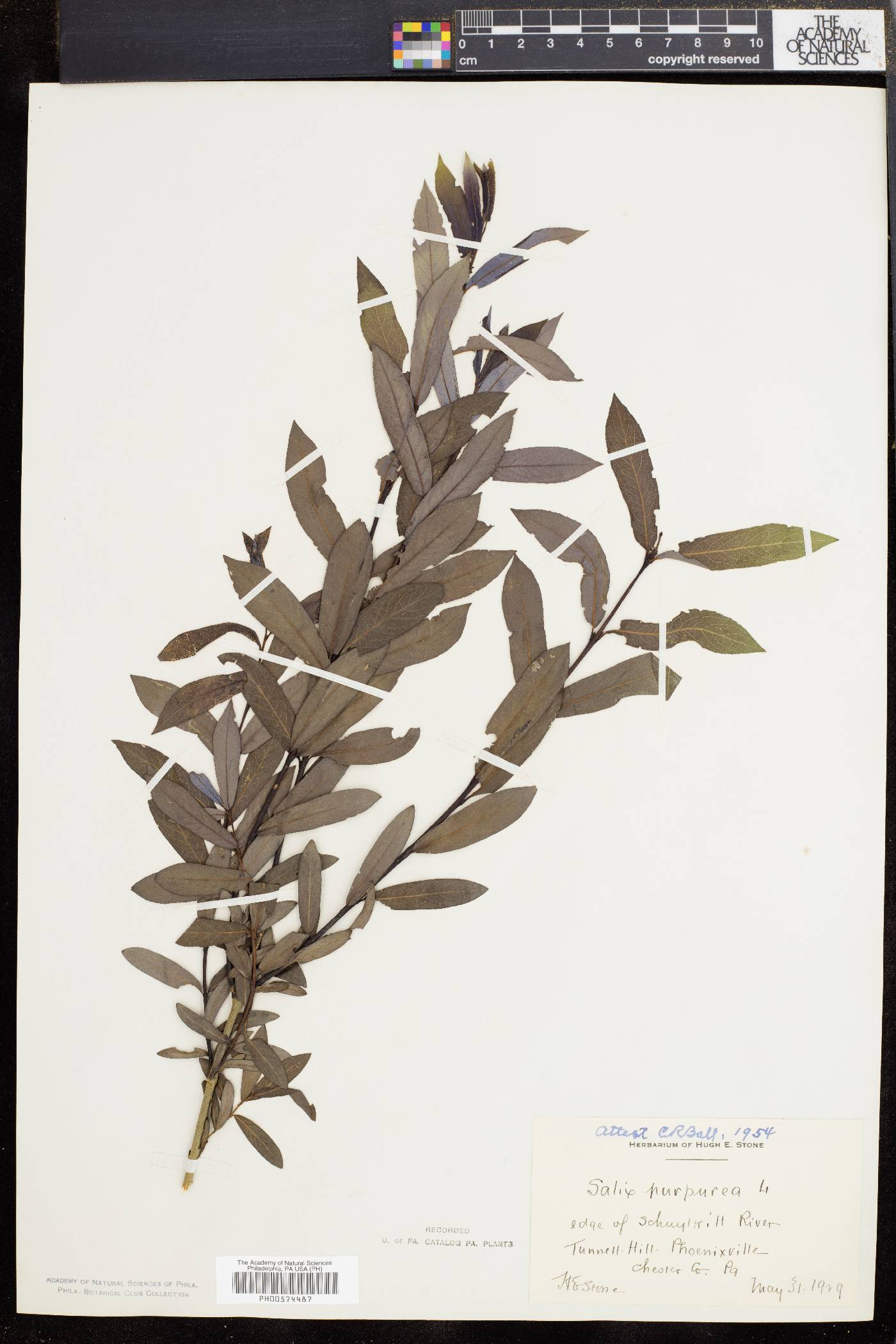Salix purpurea image