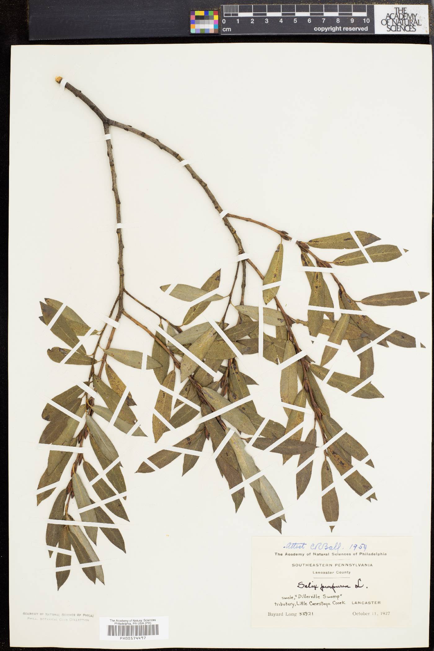 Salix purpurea image