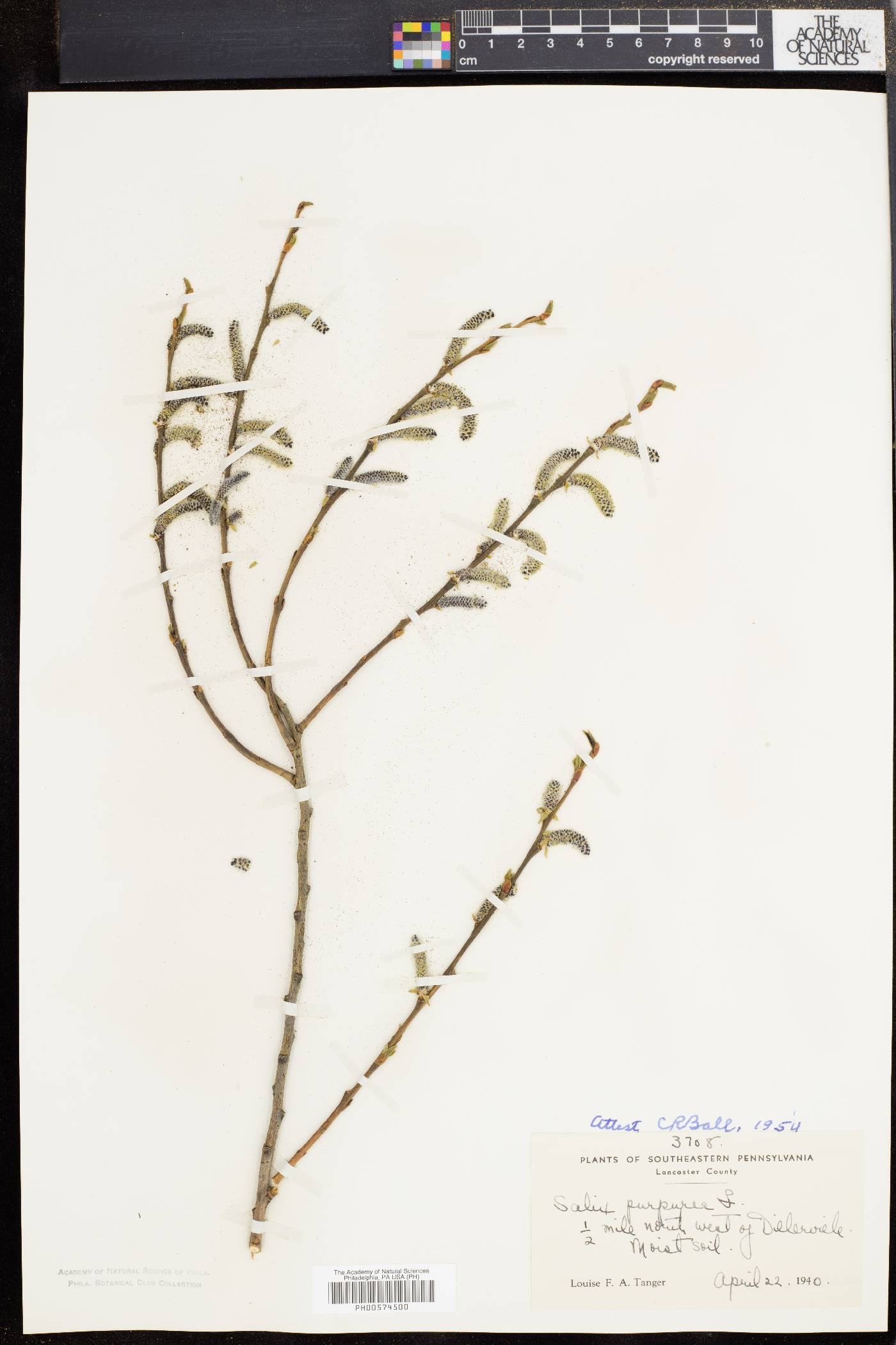 Salix purpurea image